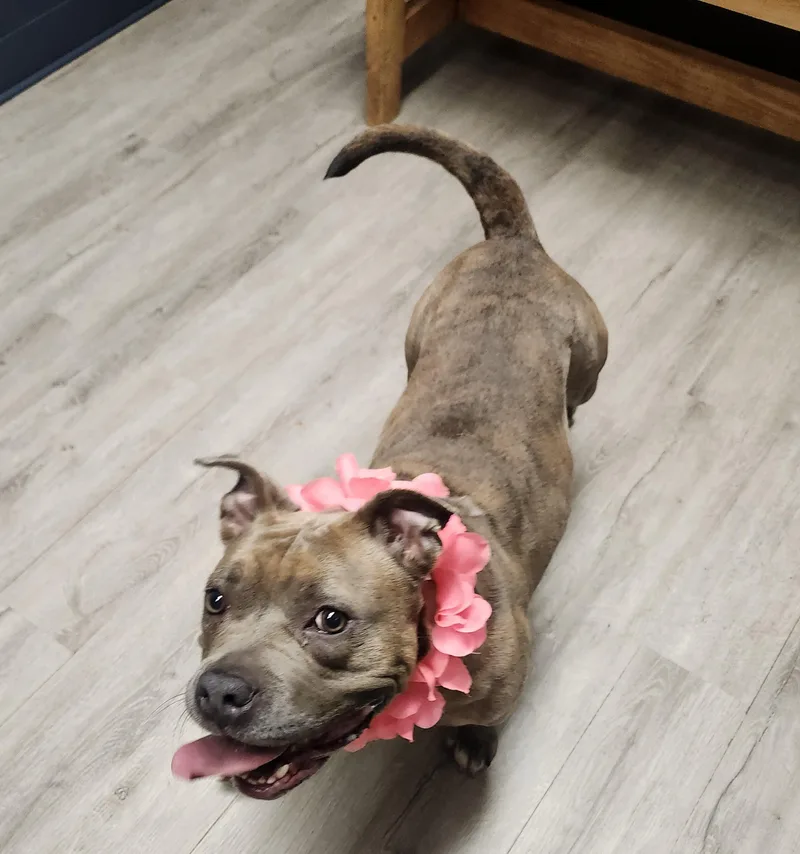 A young medium-sized female Yellow / Tan / Blond / Fawn Pit Bull Terrier dog named Gale for adoption in Mansfield, OH