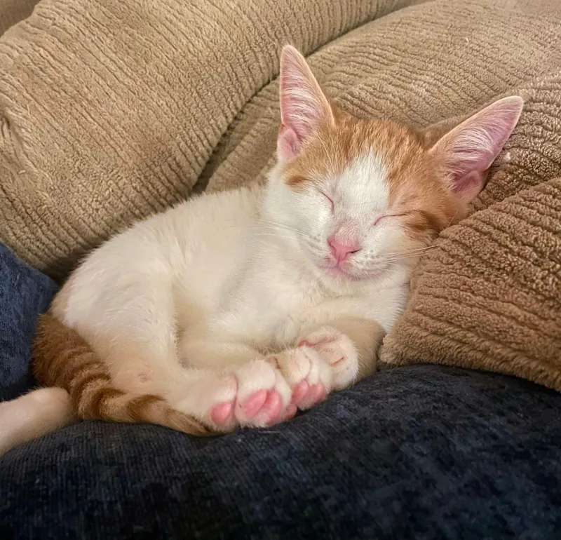 A baby medium-sized male Domestic Short Hair cat named Chez for adoption in Manchester, MD