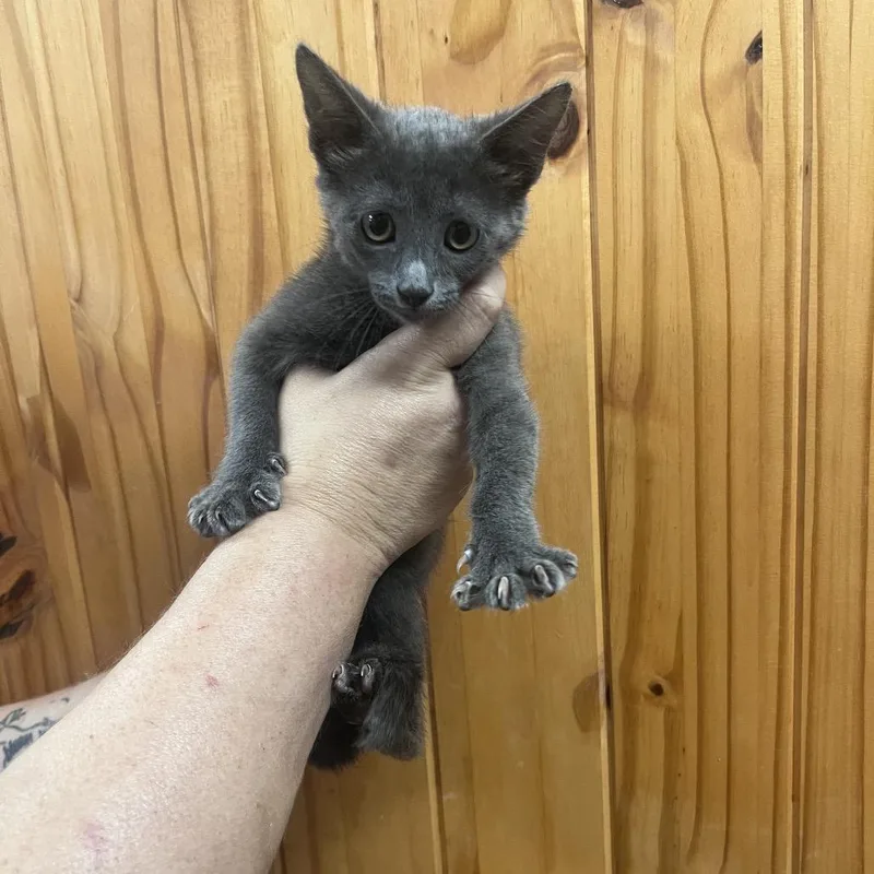 A baby small-sized female Gray / Blue / Silver Domestic Short Hair cat named Spatzle for adoption in Waco, TX