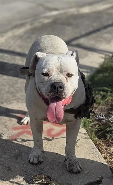 An adult large-sized male English Bulldog dog named Gentleman for adoption in San Antonio, TX