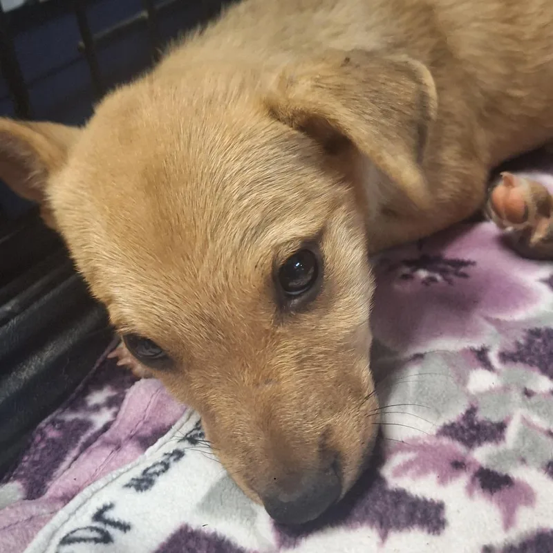 A baby small-sized male Yellow / Tan / Blond / Fawn Shepherd dog named Malachi for adoption in Flagstaff, AZ