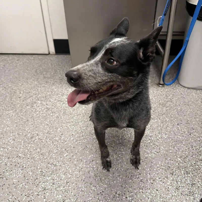 An adult medium-sized male Gray / Blue / Silver Australian Cattle Dog / Blue Heeler dog named Dracco for adoption in Henderson, NV
