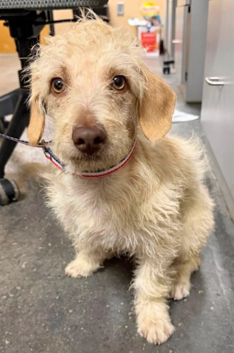 A young small-sized male Apricot / Beige Poodle (Toy) dog named Hitson for adoption in Milner, GA