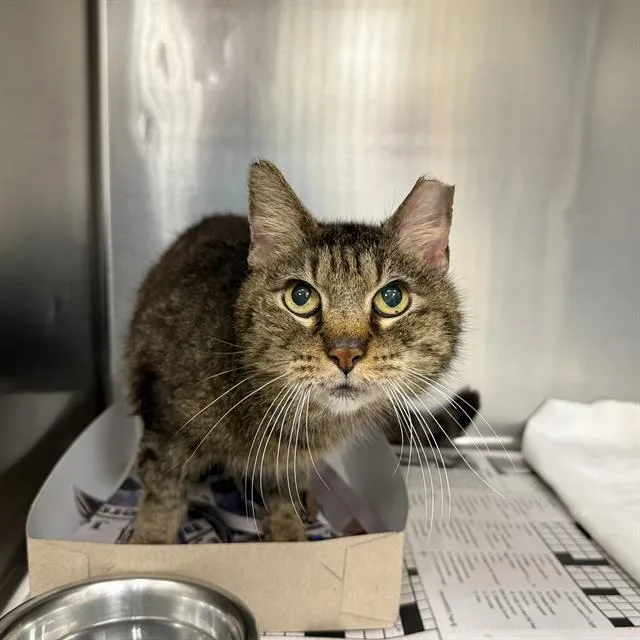 An adult small-sized male Domestic Short Hair cat named Napolean for adoption in San Antonio, TX