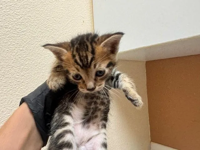 A baby small-sized male Domestic Short Hair cat named Rocky for adoption in Fairfield, CA