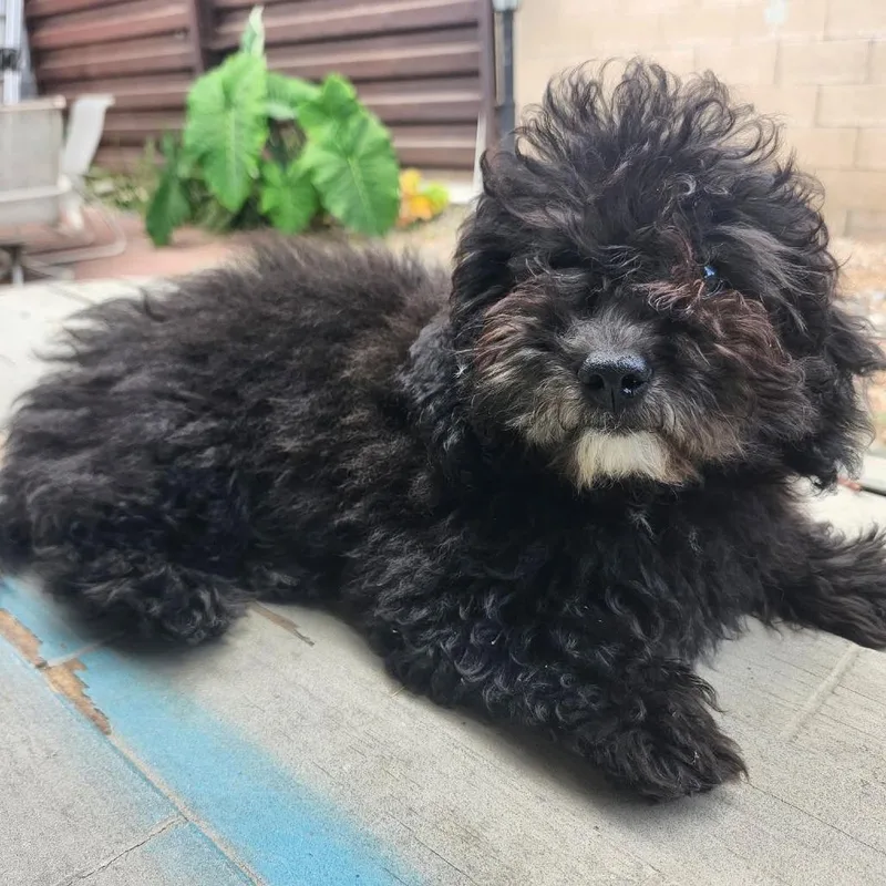A baby small-sized female Black Poodle dog named Trinity for adoption in Apple Valley, CA