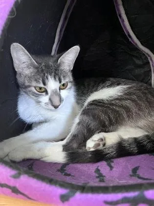 An adult medium-sized female Domestic Short Hair cat named Presa for adoption in Houston, TX