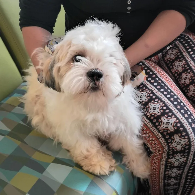 An adult small-sized female Shih Tzu dog named Sasha Fierce for adoption in Lynchburg, VA