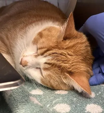An adult large-sized male Domestic Short Hair cat named Koi for adoption in Washington, DC