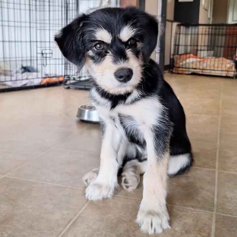 A baby small-sized male Black Terrier dog named Jack for adoption in Calimesa, CA