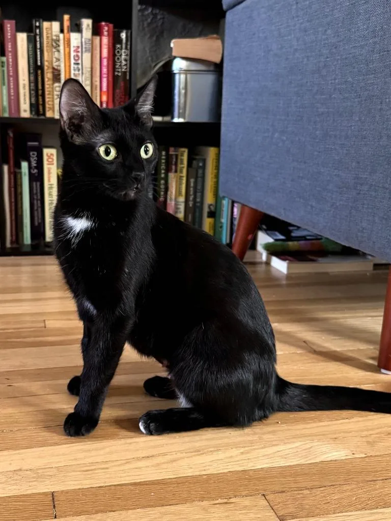 A young medium-sized female Domestic Short Hair cat named Gracie for adoption in Minneapolis, MN
