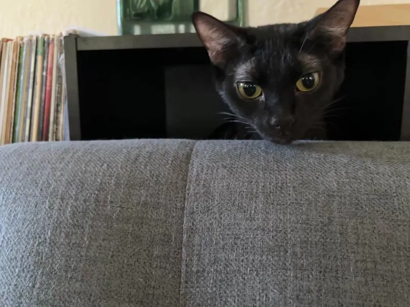 Gracie thumbnail 3