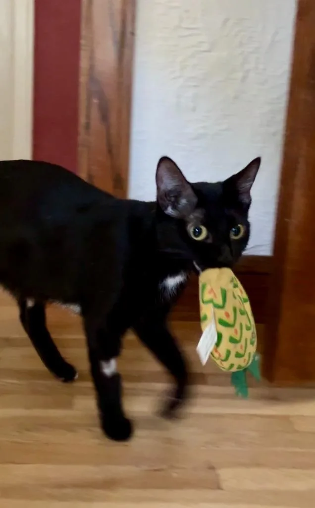 Gracie thumbnail 4