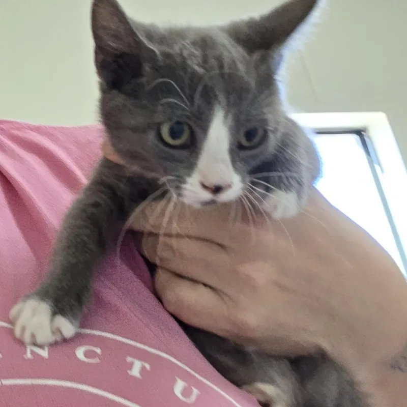 A baby small-sized female Gray / Blue / Silver Domestic Short Hair cat named Bagel for adoption in Midland, TX