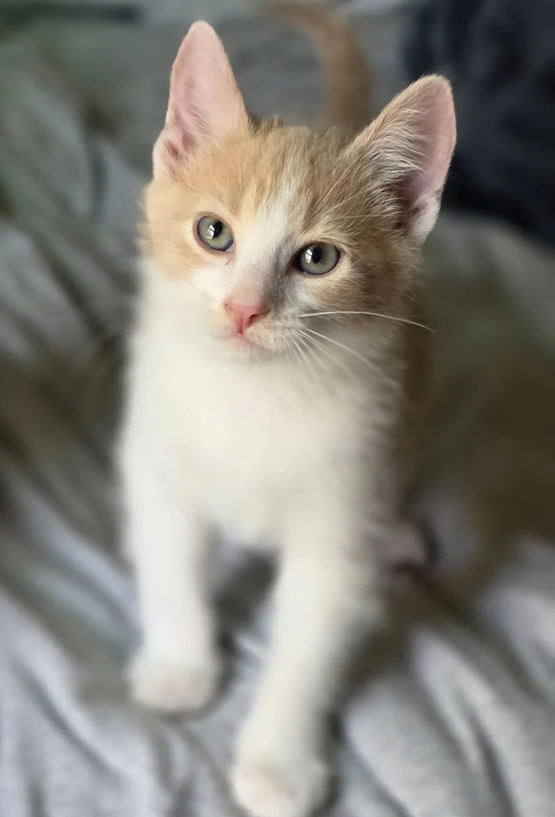 A baby small-sized male Domestic Medium Hair cat named Jafar for adoption in Lockport, IL