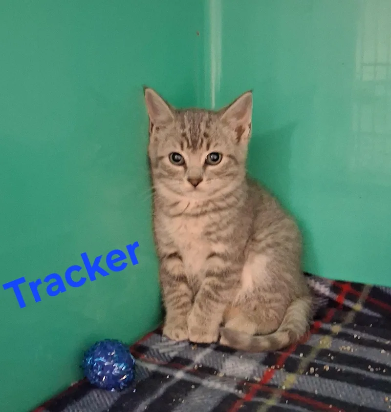 Tracker