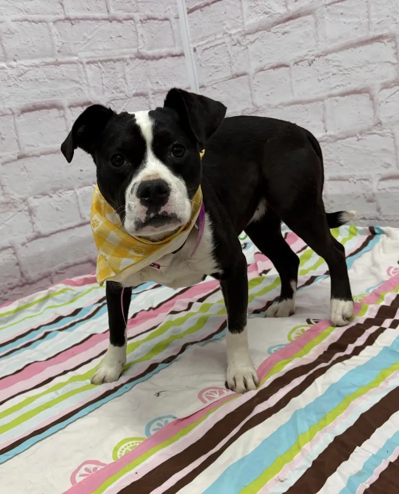 Sweet Hawaiian & Boudin thumbnail 2