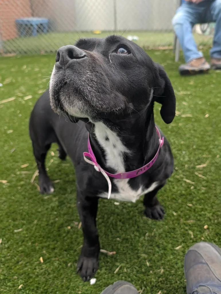 Sweet Hawaiian & Boudin thumbnail 3