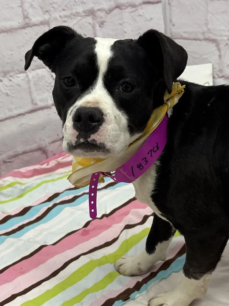 Sweet Hawaiian & Boudin thumbnail 4