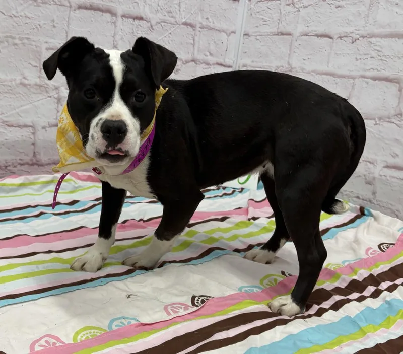 Sweet Hawaiian & Boudin thumbnail 5