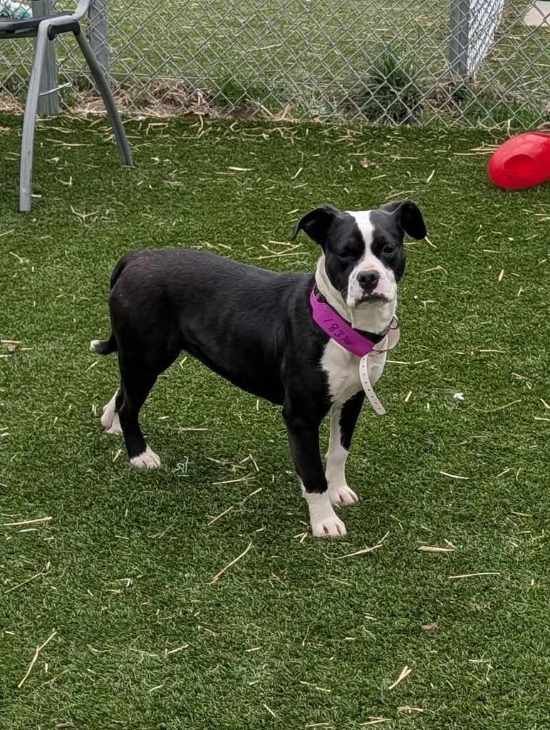 Sweet Hawaiian & Boudin thumbnail 6