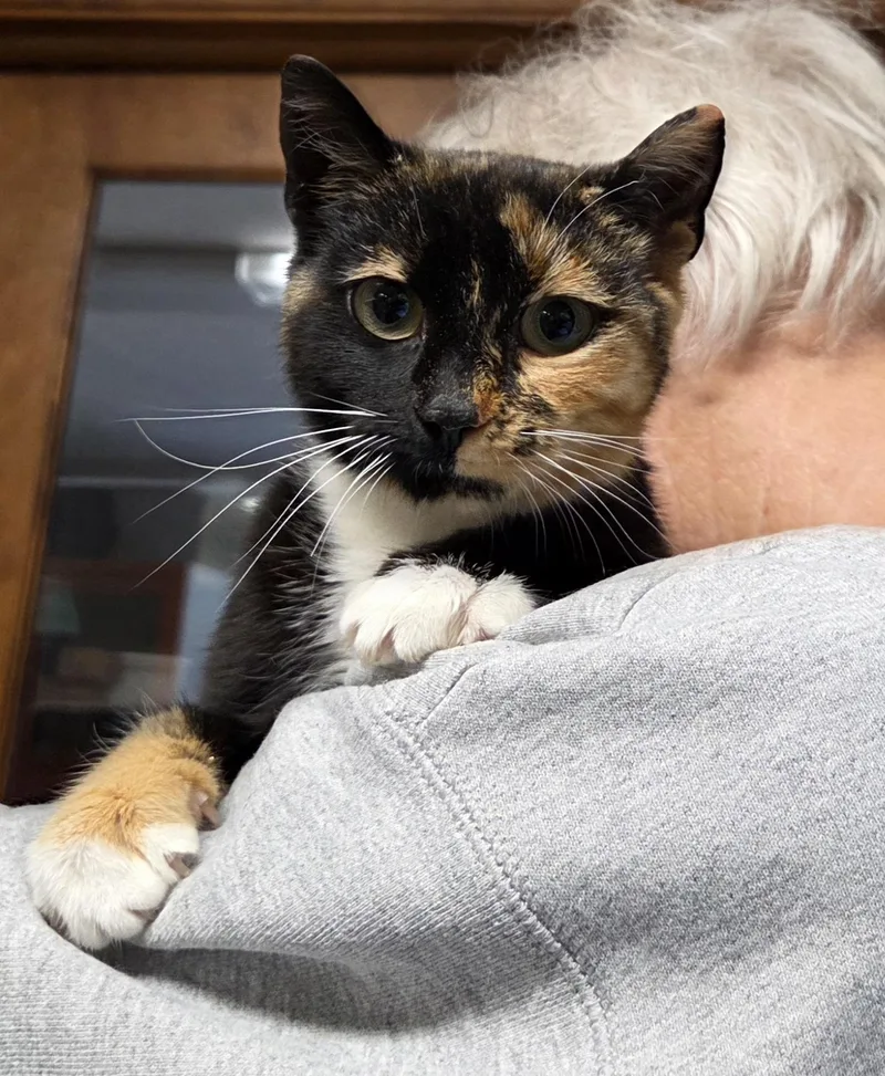 A young small-sized female Tortoiseshell Domestic Short Hair cat named Andi for adoption in Mansfield Center, CT
