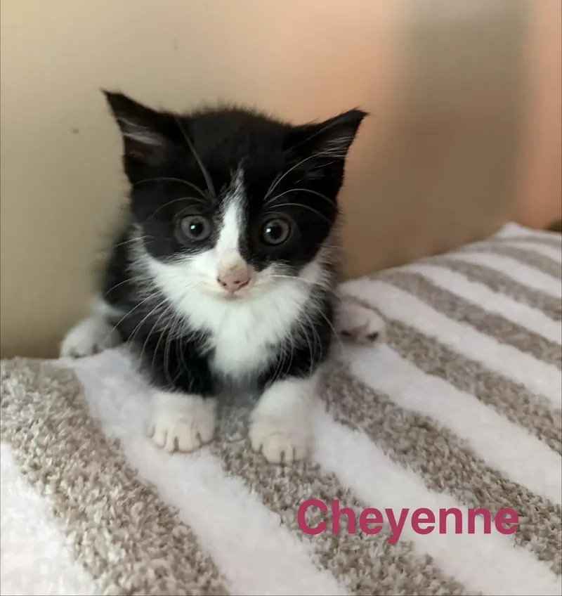 Cheyenne thumbnail 3
