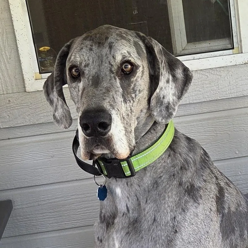An adult extra large-sized male Merle (Blue) Great Dane dog named Elliot for adoption in Eagle, ID