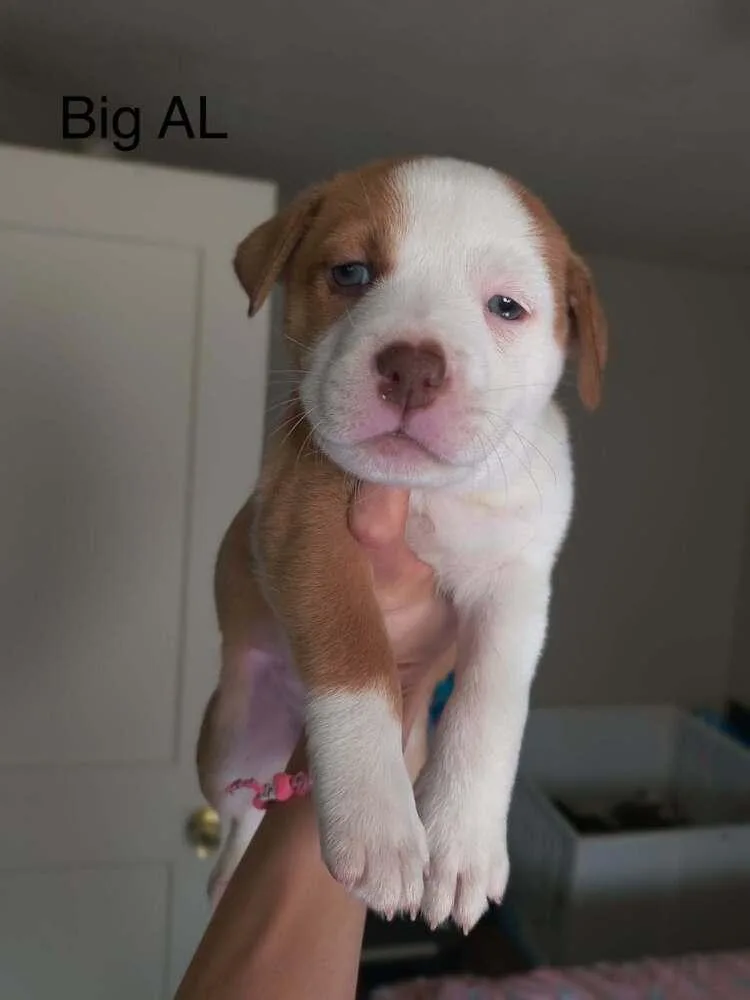 A baby small-sized male White / Cream Pit Bull Terrier dog named Big Al for adoption in Indianapolis, IN