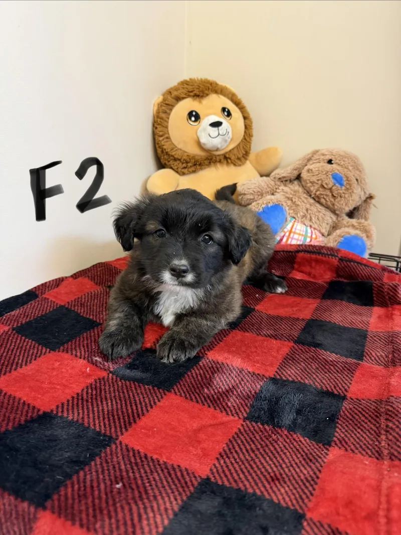 A baby medium-sized female Apricot / Beige Border Collie dog named Kerry for adoption in Hamilton , NJ