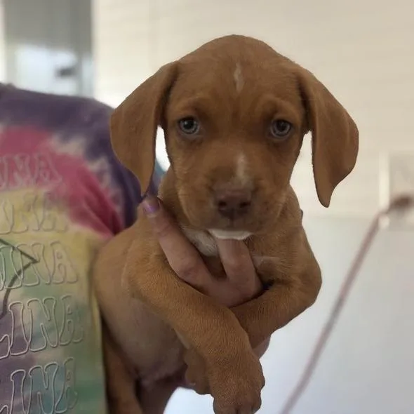 Sir Hopsalot thumbnail 2