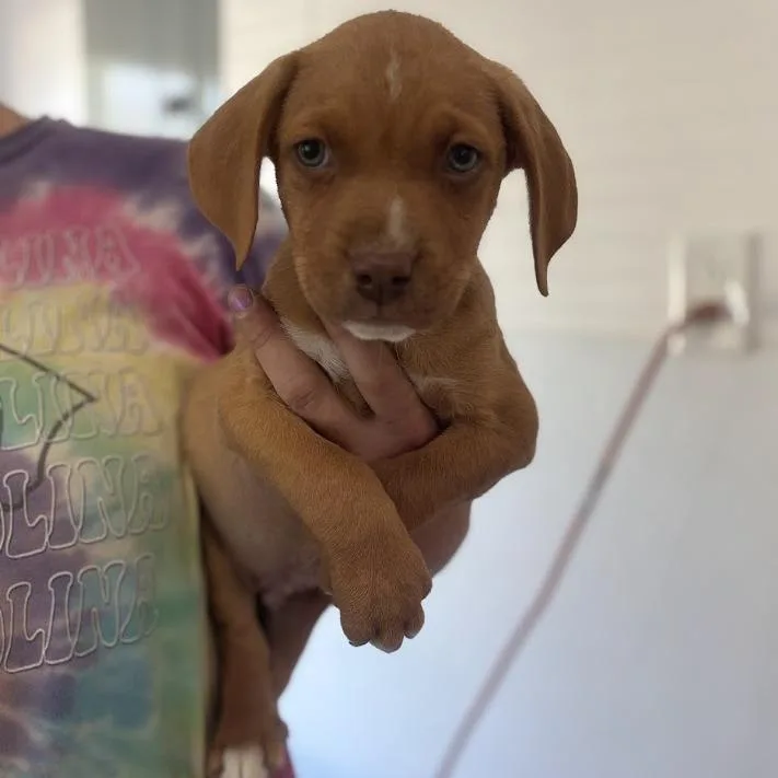 Sir Hopsalot thumbnail 3