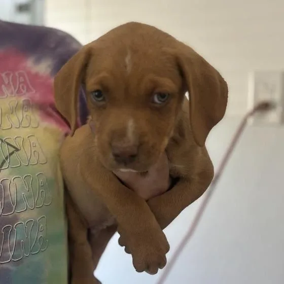 Sir Hopsalot thumbnail 4