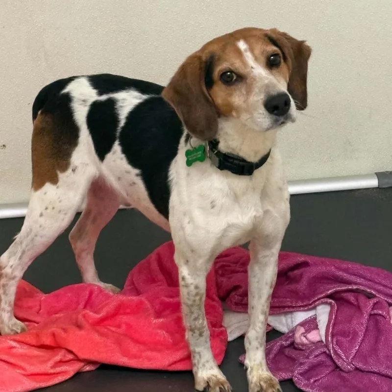 An adult medium-sized male Brown / Chocolate Beagle dog named Dawg  Chino Hills for adoption in Chino Hills, CA