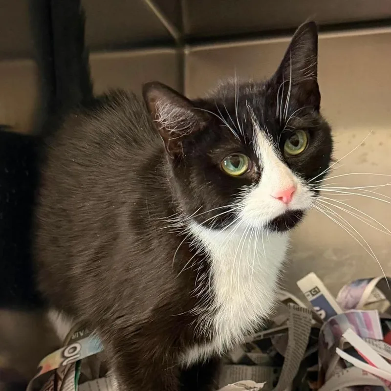 An adult small-sized female Black Domestic Short Hair cat named Anita for adoption in Washington, DC