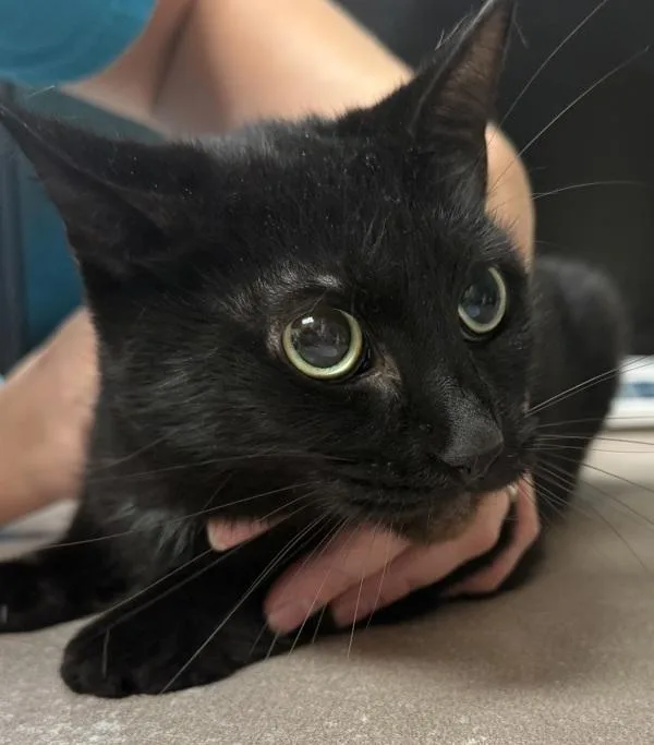 An adult small-sized female Domestic Short Hair cat named Mo'At for adoption in Salisbury, MD