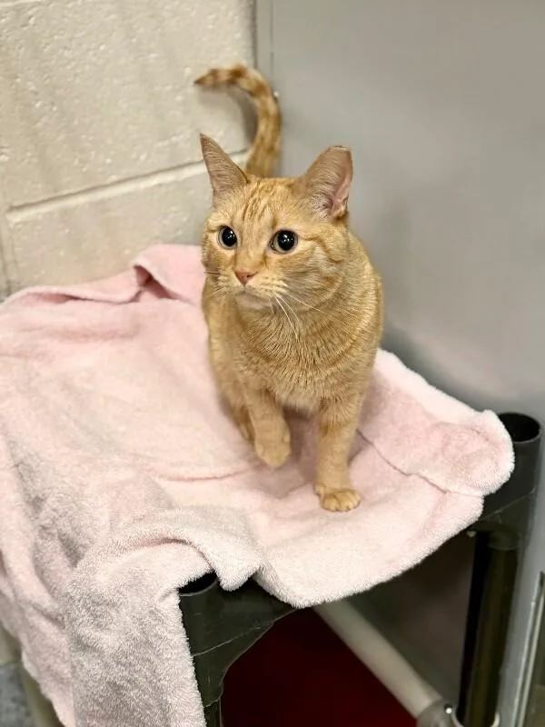 An adult small-sized female Domestic Short Hair cat named Phoebe for adoption in Fruit Heights, UT