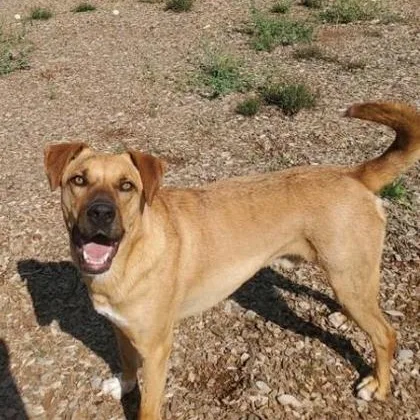 A senior large-sized male Yellow / Tan / Blond / Fawn Black Mouth Cur dog named Connor for adoption in Lakeside, AZ