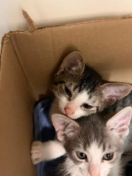 A baby small-sized male Domestic Short Hair cat named Bread for adoption in Honolulu, HI