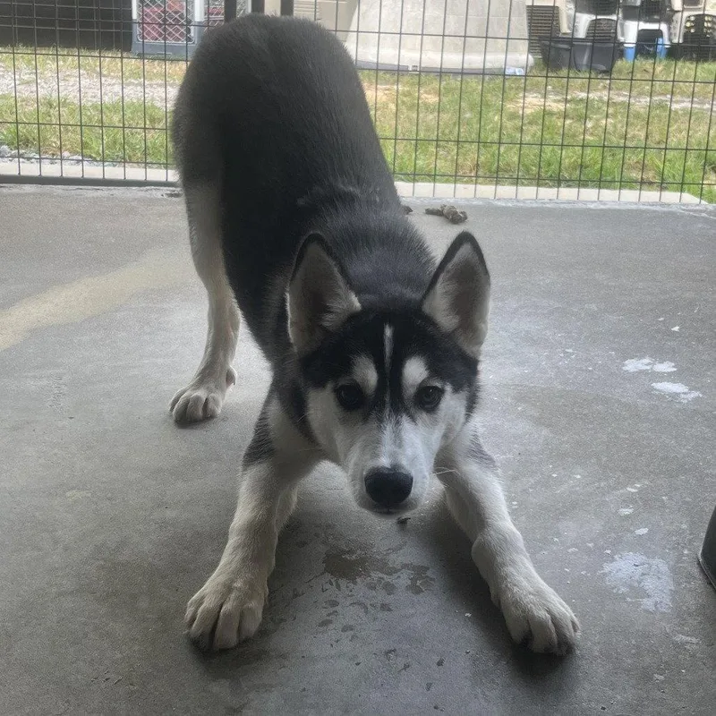 A young medium-sized female Siberian Husky dog named Jenna for adoption in Locust Fork, AL