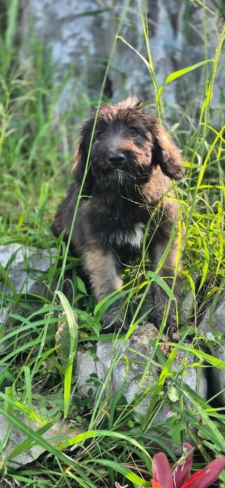 A baby small-sized male Labrador Retriever dog named Mauro for adoption in North Reading, MA