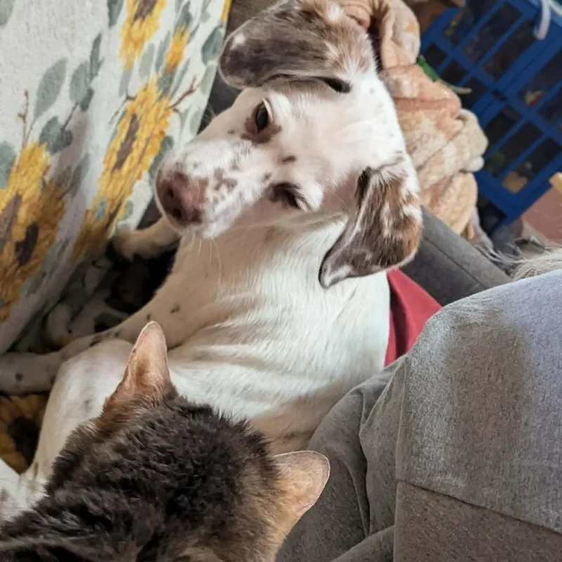 Oswald Aka Ozzy thumbnail 4