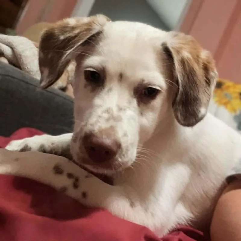 Oswald Aka Ozzy thumbnail 6