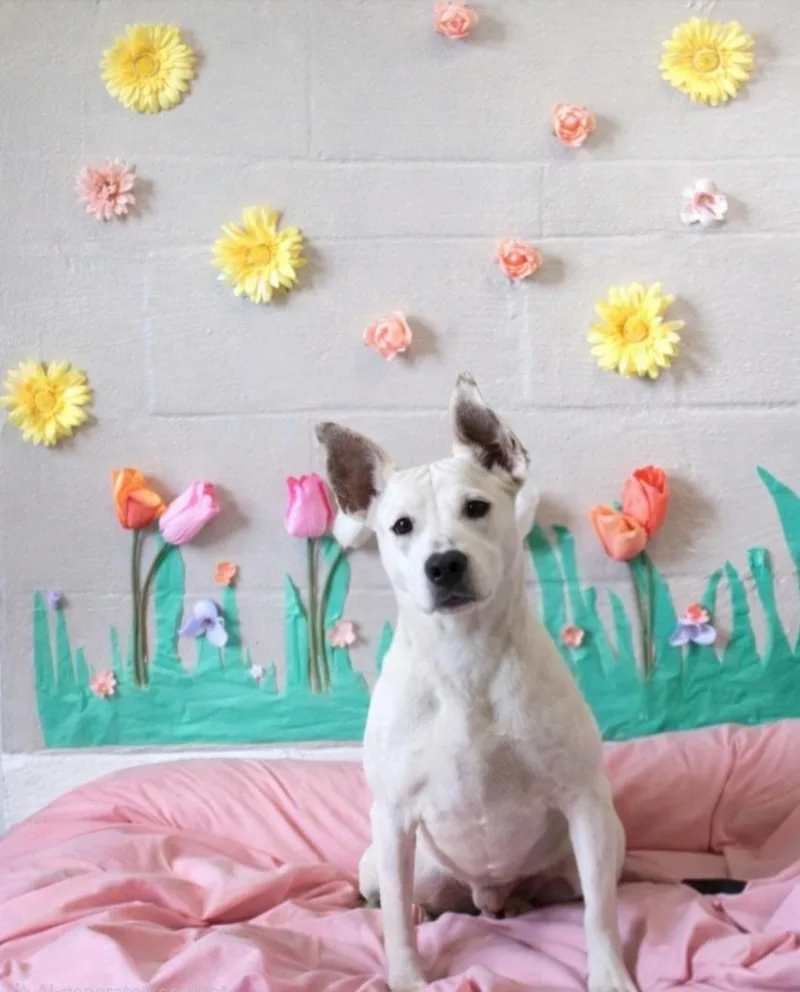 A young medium-sized female White / Cream Mixed Breed dog named Minnie Mouse for adoption in Berea, KY