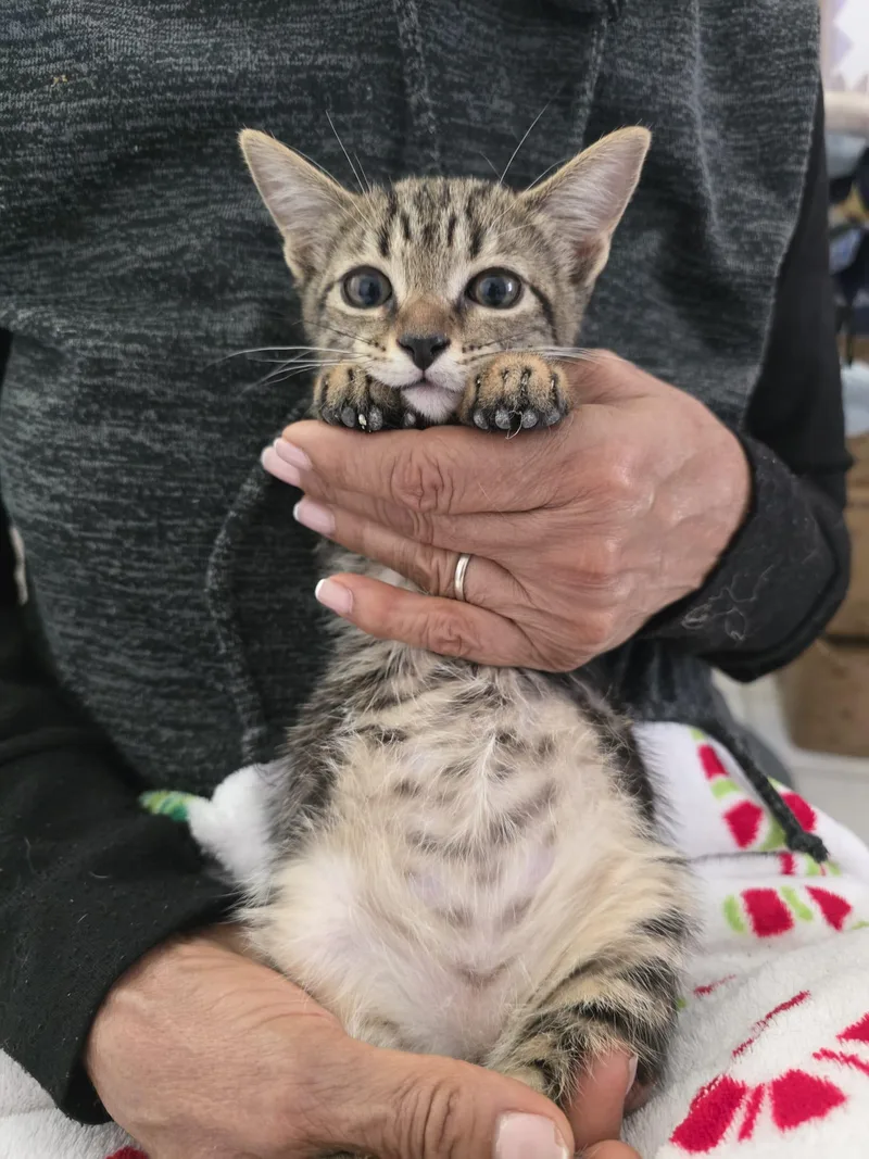 A baby medium-sized male Tabby (Buff / Tan / Fawn) Tabby cat named Cookie for adoption in Parkland, FL