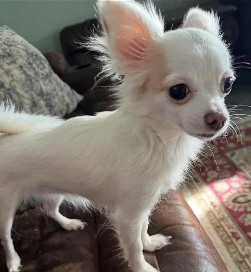 A young small-sized female Chihuahua dog named Star for adoption in Forney, TX
