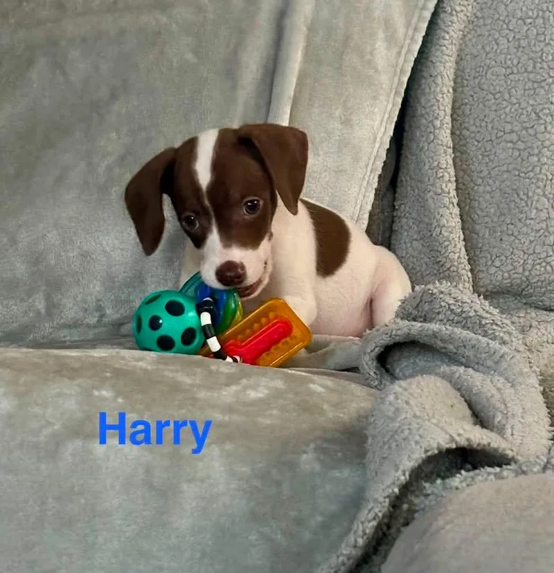 A baby medium-sized male Brown / Chocolate Chiweenie dog named Harry for adoption in Madisonville, LA