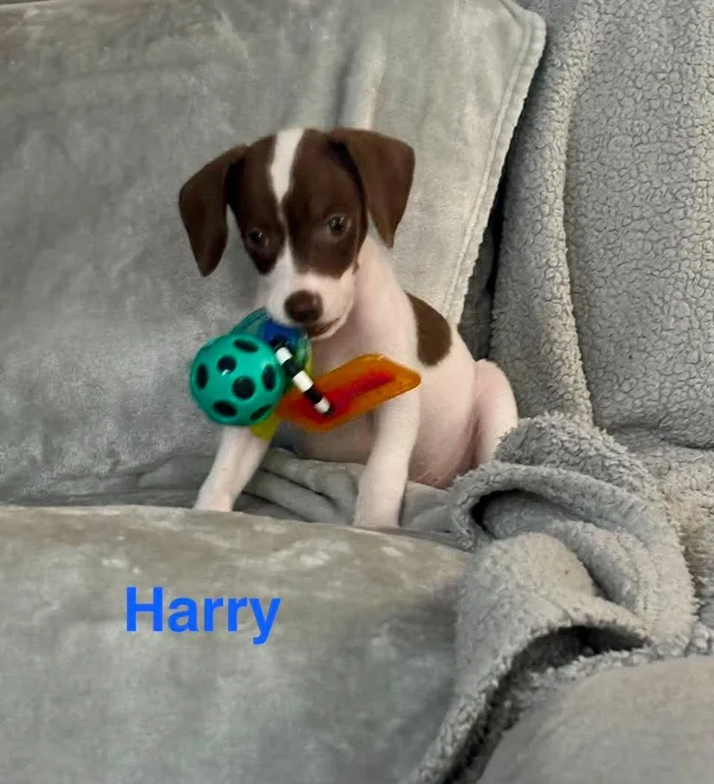 Harry thumbnail 4
