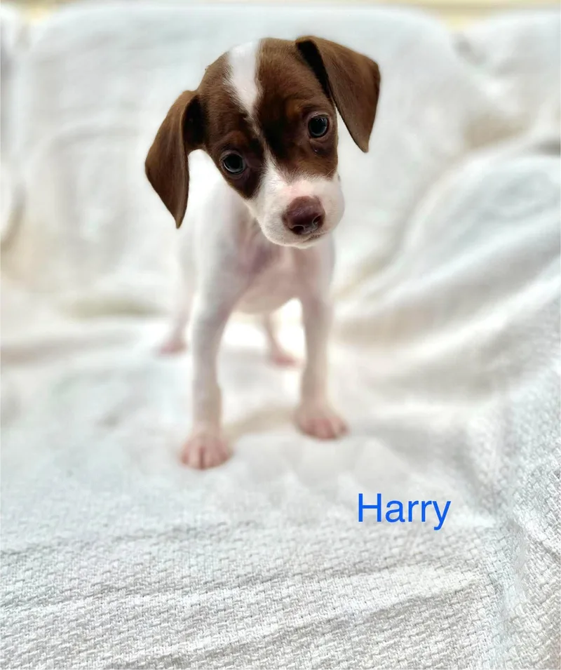 Harry thumbnail 5