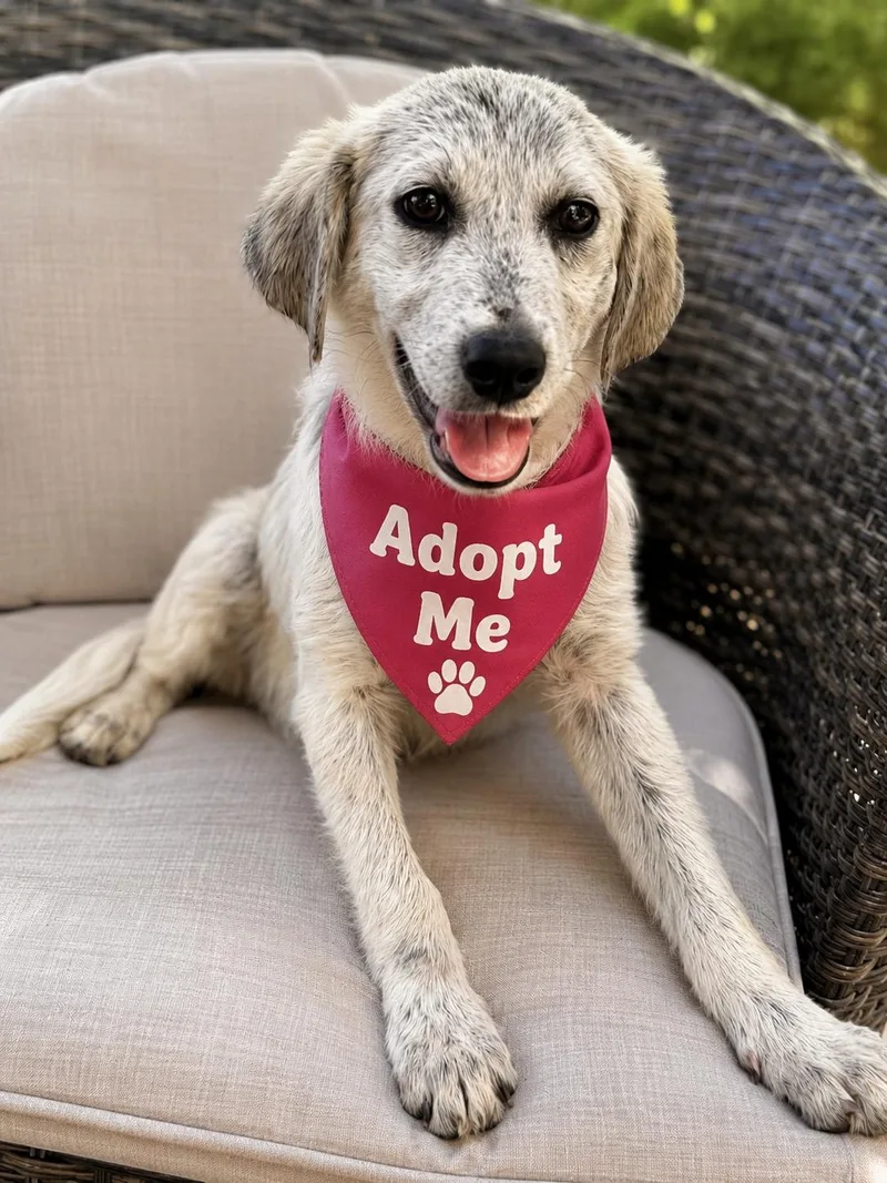 A young medium-sized female White / Cream Great Pyrenees dog named Hope Eloise aka for adoption in Yukon, OK